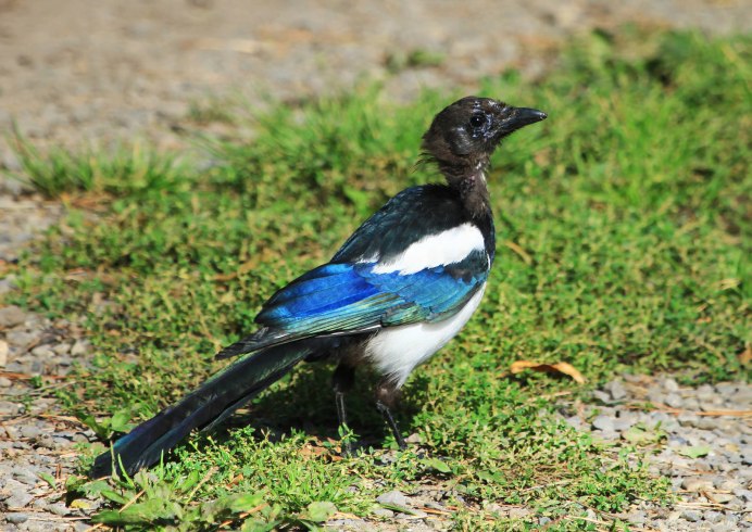 Птичий дневник сорока