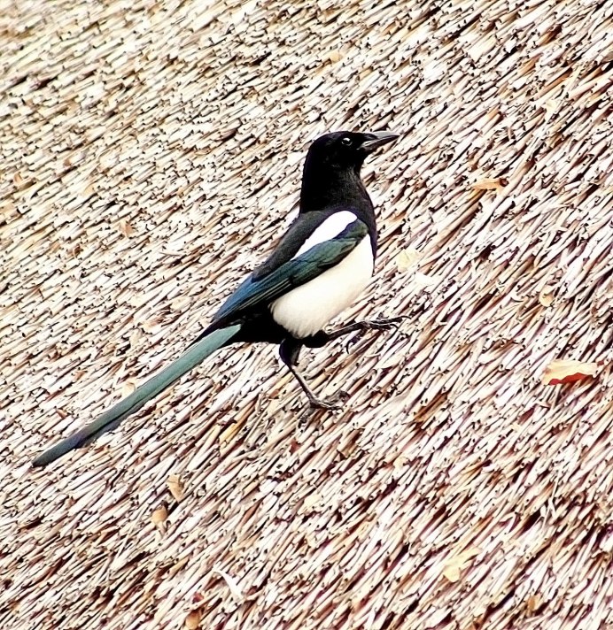 Хвост сороки в Сибири
