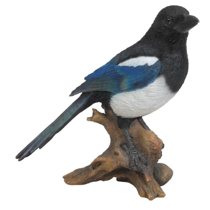 Сорока pica pica bactriana