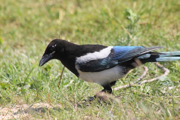 Дома в Сороках