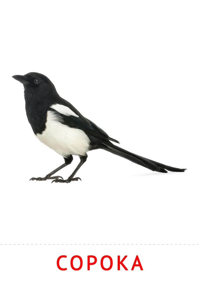 Гнездо сороки с драгоценностями