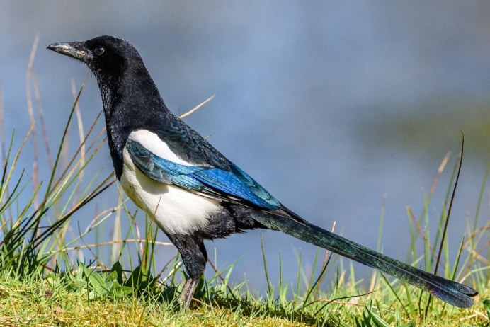 Сорока звичайна