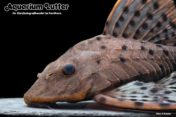 Pseudorinelepis genibarbis