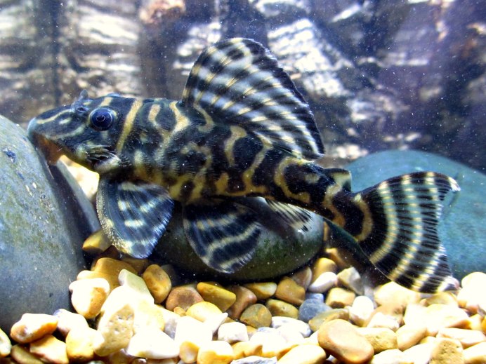 L095 pseudorinelepis SP.