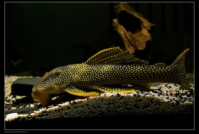 Scobinancistrus aureatus l014