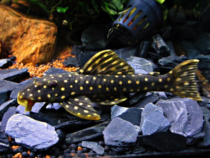 Scobinancistrus SP. L-082