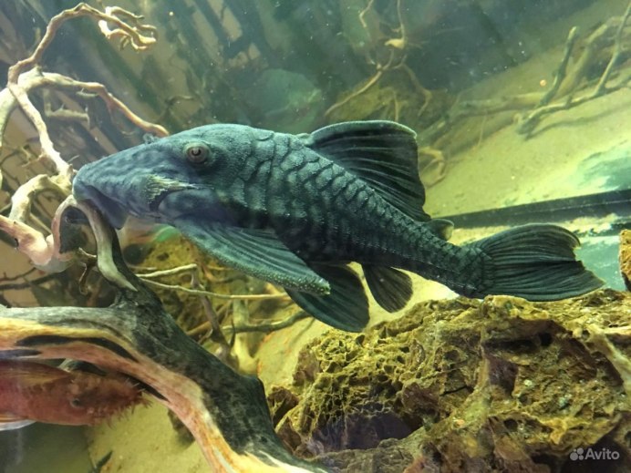 L114 Pleco