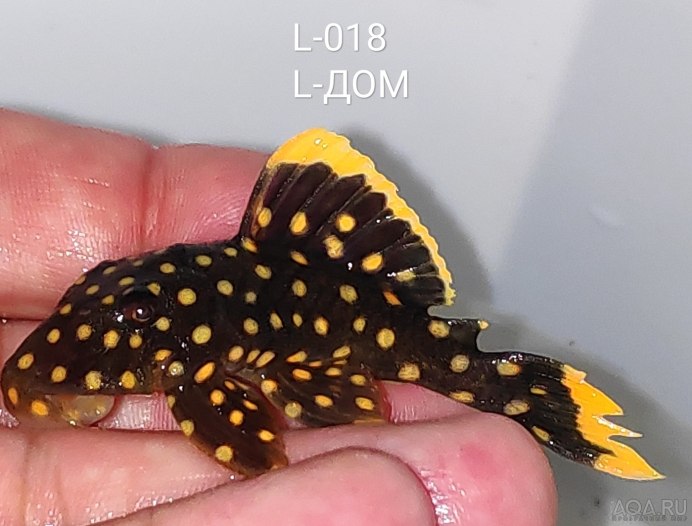 Номерной сом l028