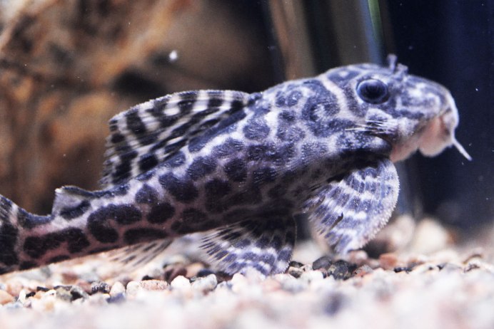 Hypancistrus SP. L340