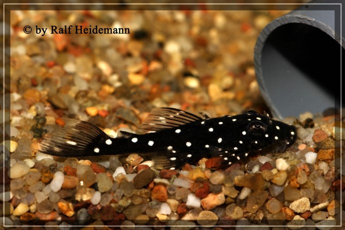 L239 Baryancistrus beggini
