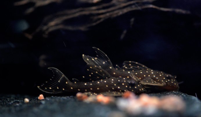 L-028(Hypancistrus SP.)