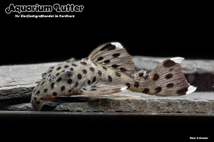 L264 Leporacanthicus joselimai