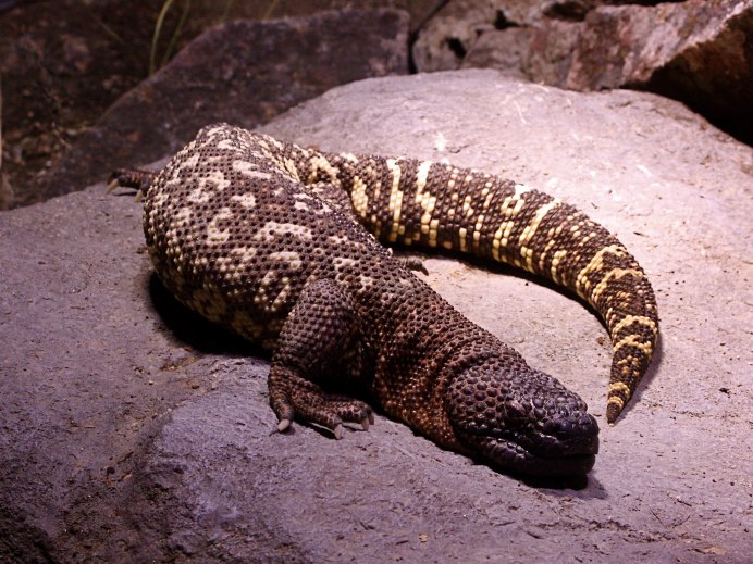 Мексиканский ядозуб эскорпион Heloderma horridum