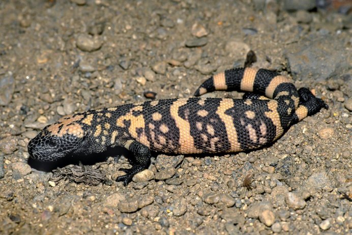 Heloderma horridum