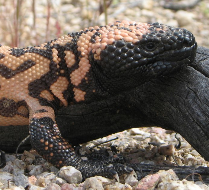 Salamander animal in the Desert