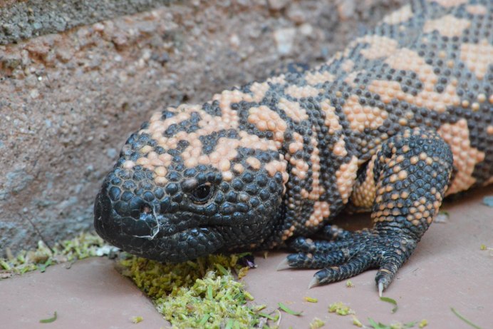 Gila elegans