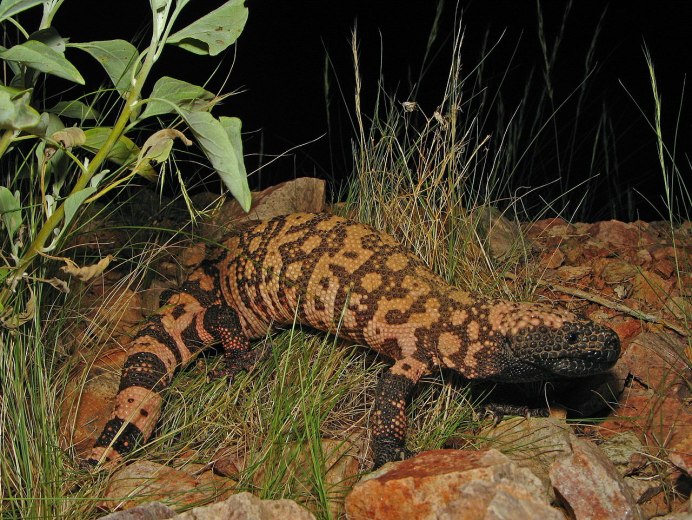 Heloderma suspectum cinctum