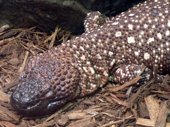 Ядозуб Heloderma horridum