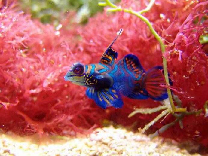 Synchiropus splendidus