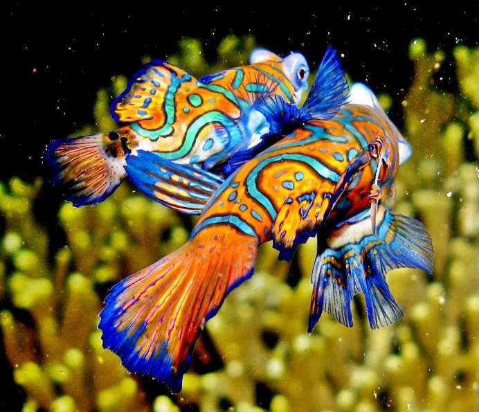 Synchiropus marmoratus