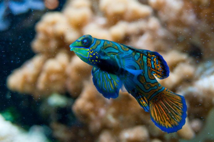 Synchiropus splendidus