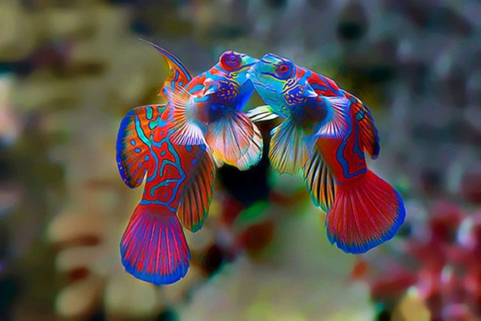 Synchiropus splendidus