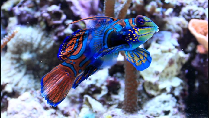 Synchiropus ocellatus