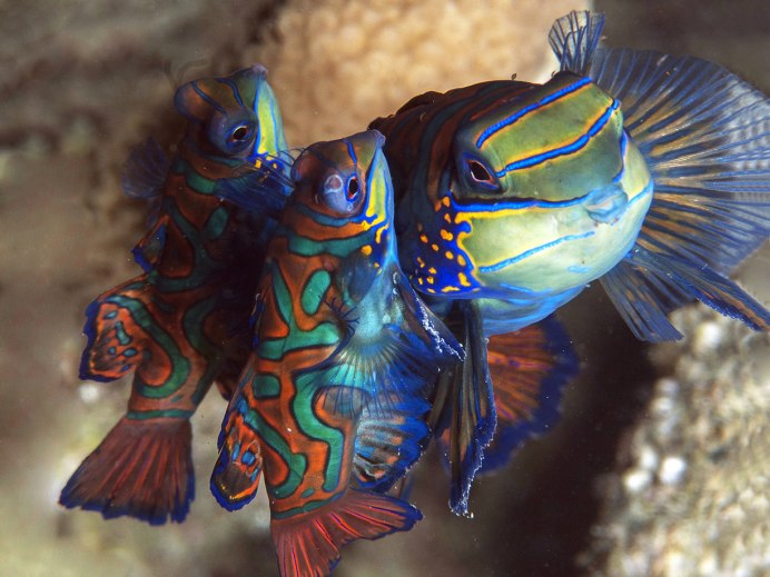 Мандаринка (Synchiropus splendidus)