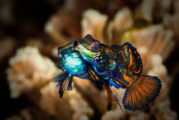 Synchiropus splendidus