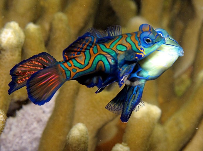 Synchiropus splendidus