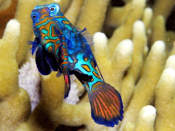 Synchiropus splendidus