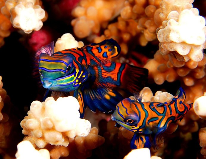 Synchiropus splendidus