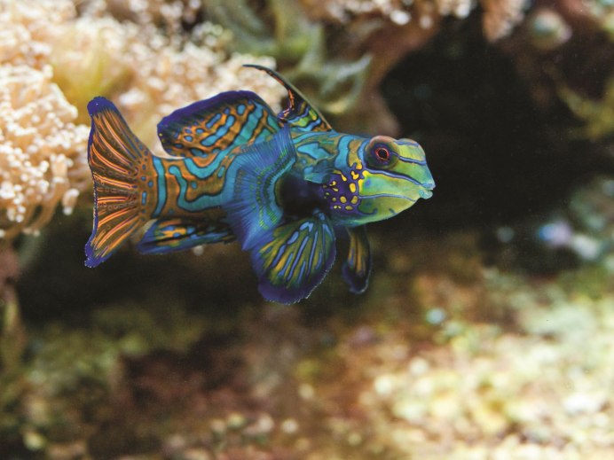 Synchiropus splendidus