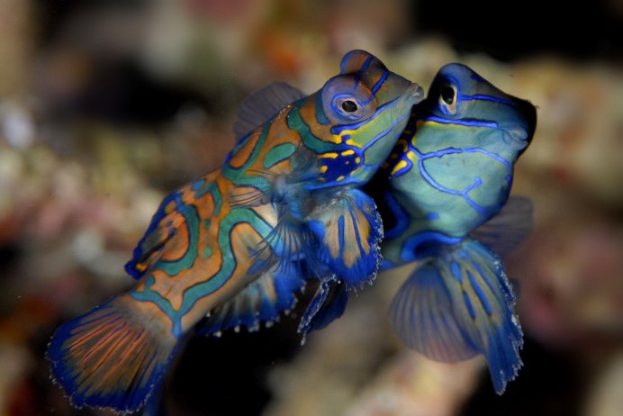 Synchiropus splendidus