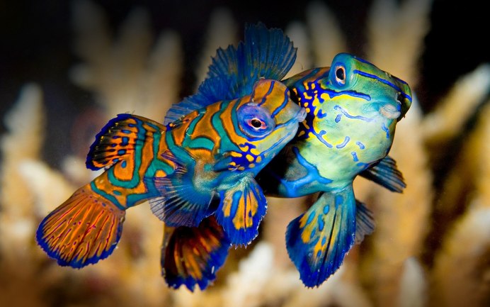 Мандаринка (лат. Synchiropus splendidus)