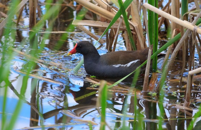 Болотная курица камышница