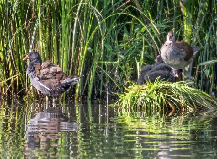 Водяная курица камышница