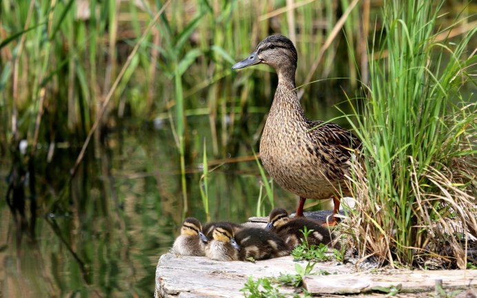 Камышница или Болотная Курочка.