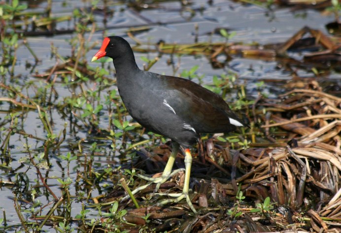 Утка камышница