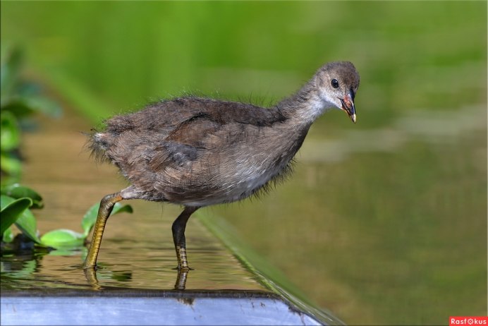 Курочка камышница птенец