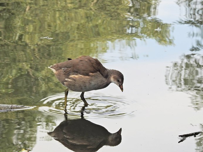 Камышница серая