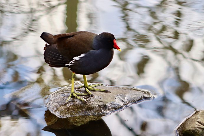 Крупная водоплавающая птица