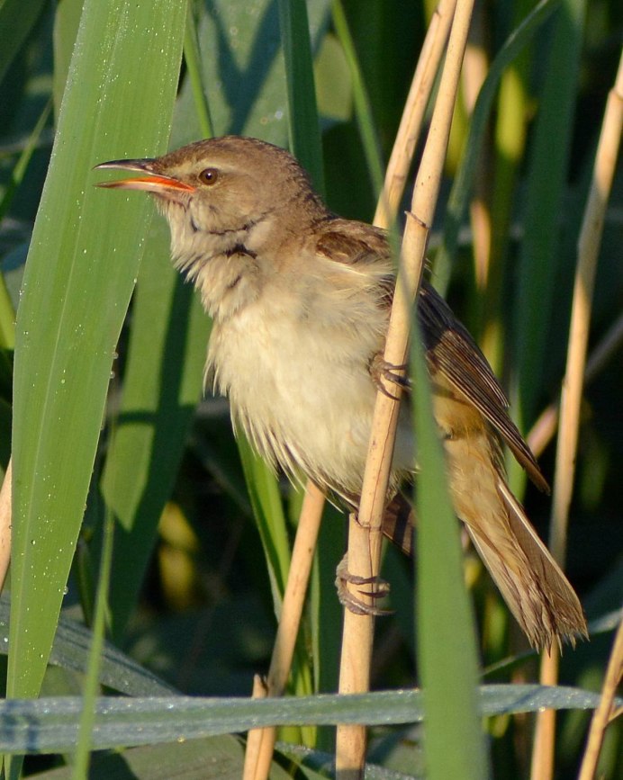 Гагара лысуха