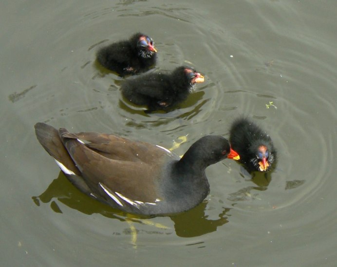 Камышница птенец