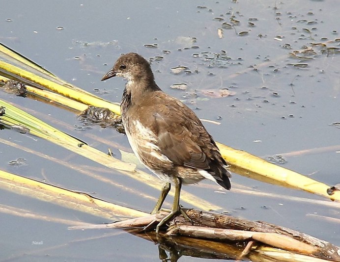 Камышница Gallinula chloropus