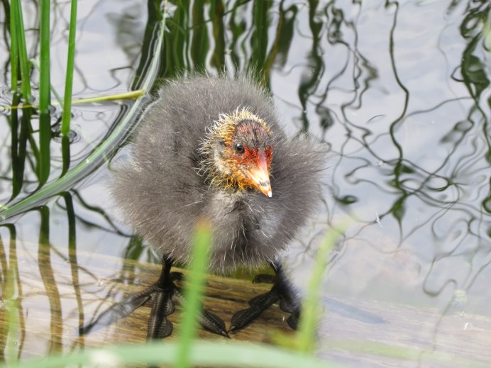 Камышница Gallinula chloropus