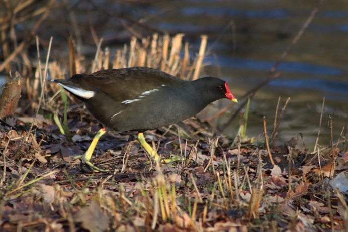 Рогатая камышница