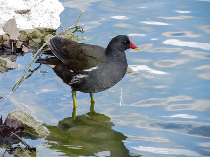 Камышница Gallinula chloropus