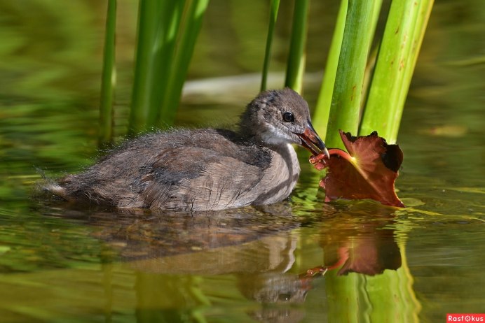 Птенец Болотной Курицын