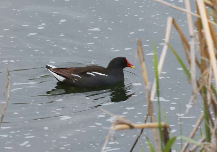 Камышовка утка